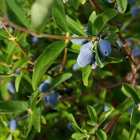 Fast Growing Trees See All Fruit Trees Honeyberry - Blue Moon™ 4 Fast Growing Trees See All Fruit Trees Honeyberry - Blue Moon™