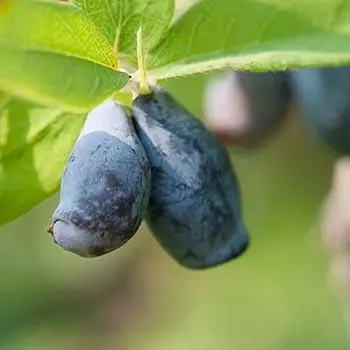 Fast Growing Trees See All Fruit Trees Honeyberry - Blue Velvet™ 3 Fast Growing Trees See All Fruit Trees Honeyberry - Blue Velvet™