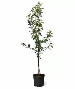 Fast Growing Trees Apple Trees Honeycrisp™ & Cortland Twisted Apple Tree