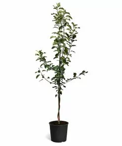 Fast Growing Trees Apple Trees Honeycrisp™ & McIntosh Twisted Apple Tree