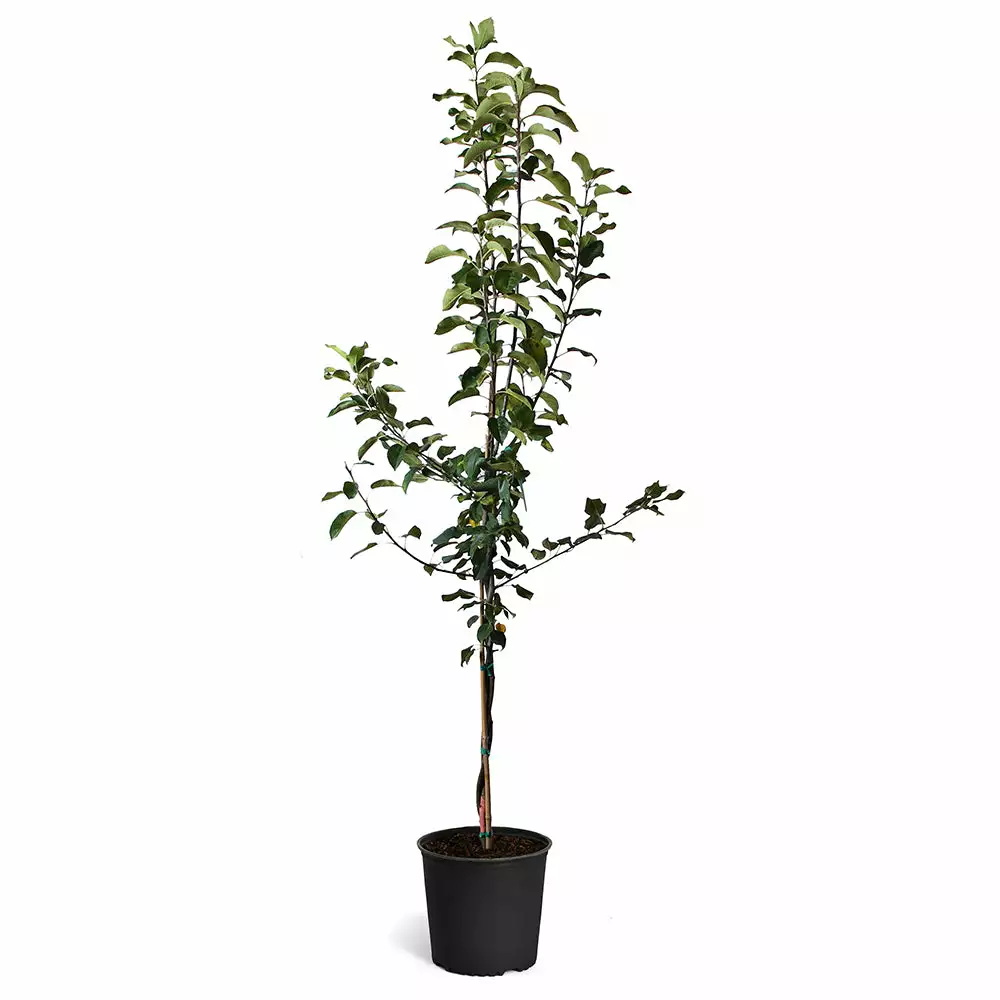 Fast Growing Trees Apple Trees Honeycrisp™ & McIntosh Twisted Apple Tree 4 Fast Growing Trees Apple Trees Honeycrisp™ & McIntosh Twisted Apple Tree