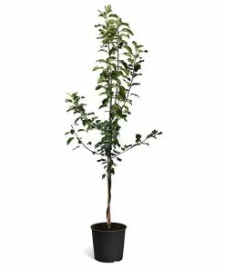 Fast Growing Trees Apple Trees Honeycrisp⢠& McIntosh Twisted Apple Tree