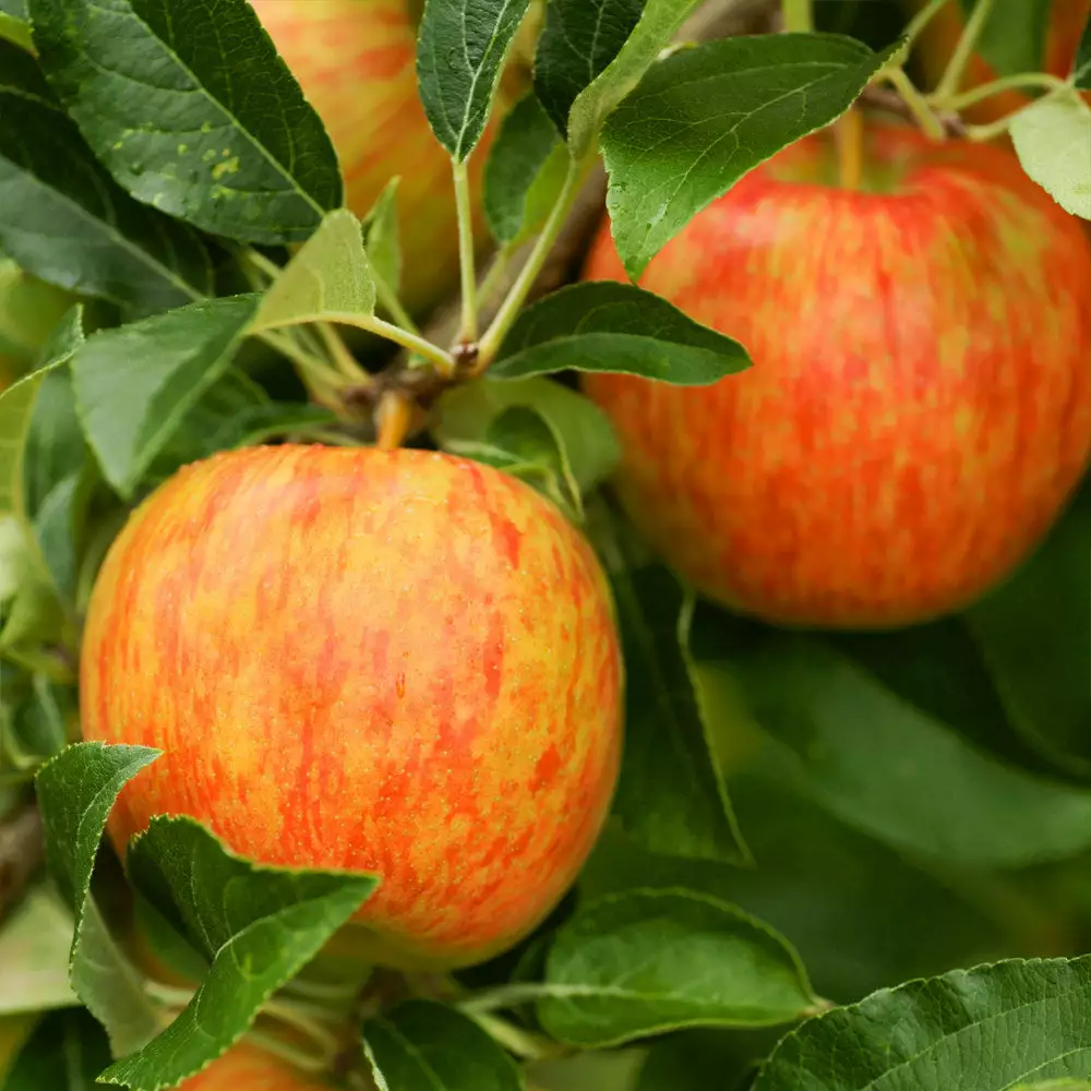 Fast Growing Trees Honeycrisp™ & Sweet Sixteen Twisted Apple Tree Apple Trees 6 Fast Growing Trees Honeycrisp™ & Sweet Sixteen Twisted Apple Tree Apple Trees