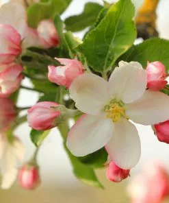 Fast Growing Trees Apple Trees Honeycrisp™ Apple Tree 10 Fast Growing Trees Apple Trees Honeycrisp™ Apple Tree