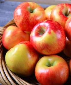 Fast Growing Trees Apple Trees Honeycrisp™ Apple Tree 9 Fast Growing Trees Apple Trees Honeycrisp™ Apple Tree