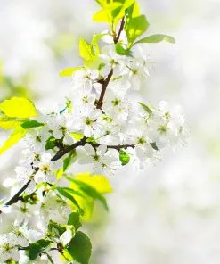 Fast Growing Trees Apple Trees Honeygold Apple Tree 10 Fast Growing Trees Apple Trees Honeygold Apple Tree