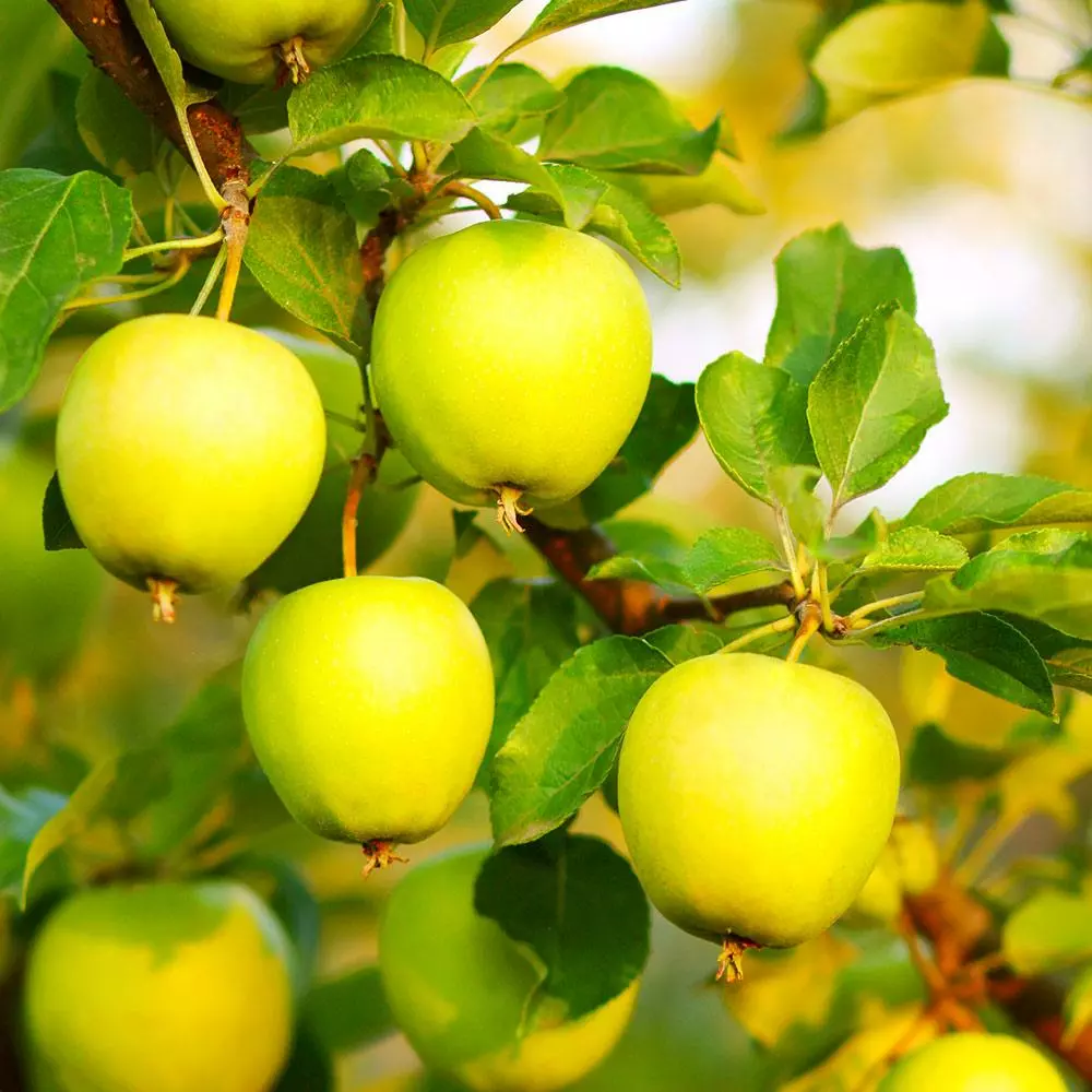 Fast Growing Trees Apple Trees Honeygold Apple Tree 5 Fast Growing Trees Apple Trees Honeygold Apple Tree