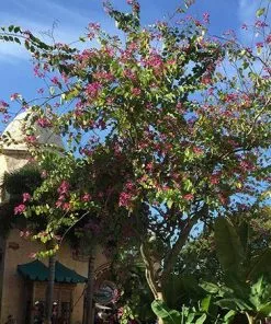 Fast Growing Trees Hong Kong Orchid Tree Pink Flowers 9 Fast Growing Trees Hong Kong Orchid Tree Pink Flowers