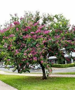 Fast Growing Trees Hong Kong Orchid Tree Pink Flowers