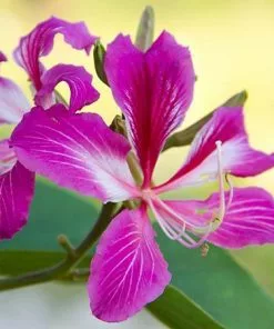 Fast Growing Trees Hong Kong Orchid Tree Pink Flowers 11 Fast Growing Trees Hong Kong Orchid Tree Pink Flowers