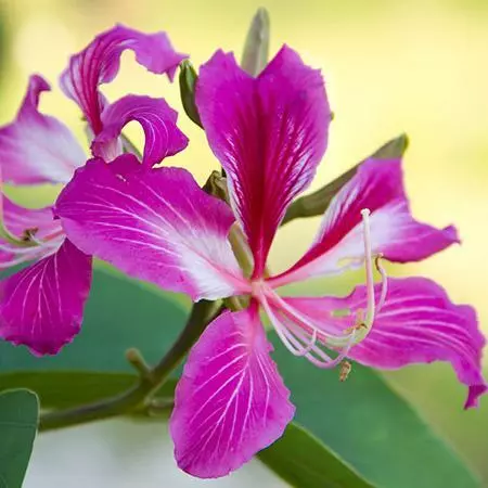 Fast Growing Trees Hong Kong Orchid Tree Pink Flowers 7 Fast Growing Trees Hong Kong Orchid Tree Pink Flowers