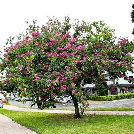 Fast Growing Trees Hong Kong Orchid Tree Pink Flowers 4 Fast Growing Trees Hong Kong Orchid Tree Pink Flowers