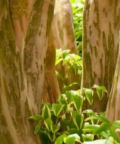 Fast Growing Trees Crape Myrtles Hopi Crape Myrtle 12 Fast Growing Trees Crape Myrtles Hopi Crape Myrtle