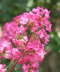 Fast Growing Trees Crape Myrtles Hopi Crape Myrtle 11 Fast Growing Trees Crape Myrtles Hopi Crape Myrtle