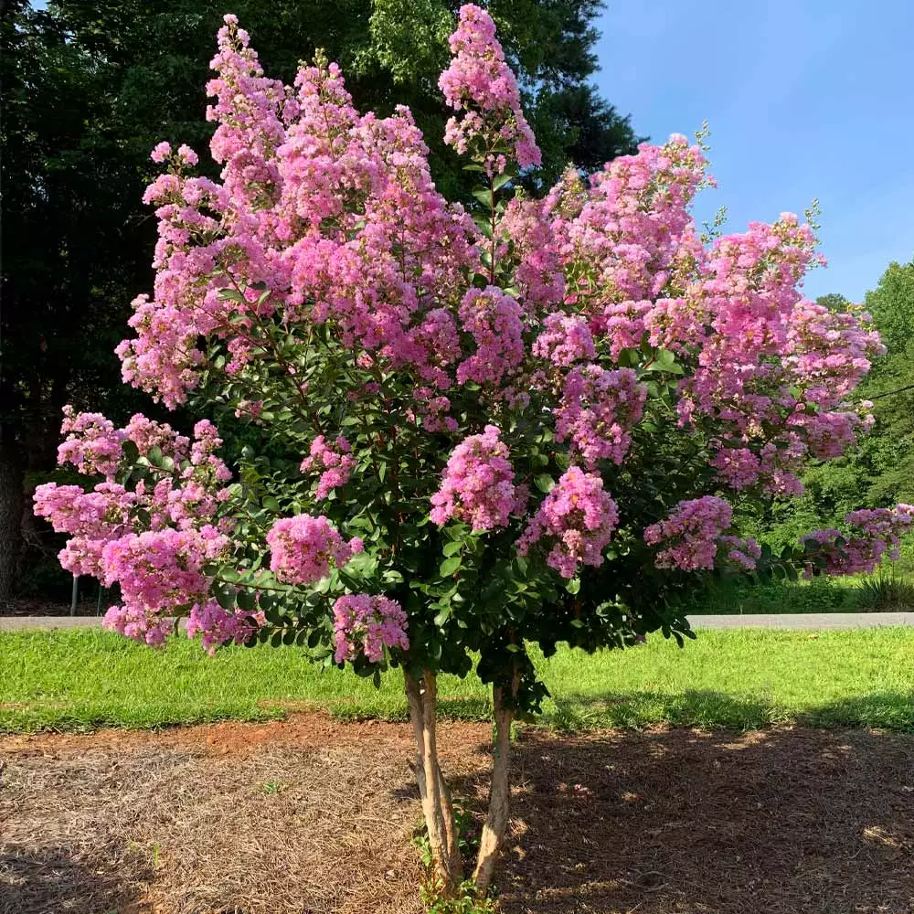 Fast Growing Trees Crape Myrtles Hopi Crape Myrtle 4 Fast Growing Trees Crape Myrtles Hopi Crape Myrtle