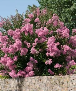 Fast Growing Trees Crape Myrtles Hopi Crape Myrtle 10 Fast Growing Trees Crape Myrtles Hopi Crape Myrtle