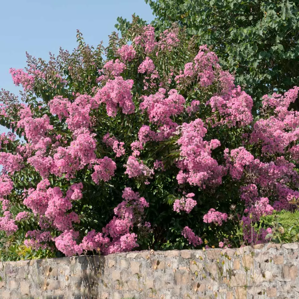 Fast Growing Trees Crape Myrtles Hopi Crape Myrtle 5 Fast Growing Trees Crape Myrtles Hopi Crape Myrtle