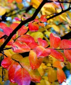 Fast Growing Trees Crape Myrtles Hopi Crape Myrtle 13 Fast Growing Trees Crape Myrtles Hopi Crape Myrtle