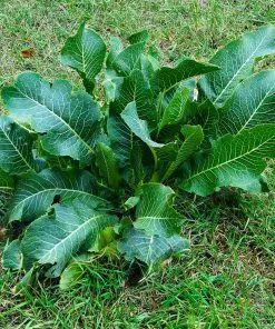 Fast Growing Trees Groundcover & Vines Horseradish Plant