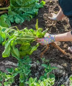 Fast Growing Trees Groundcover & Vines Horseradish Plant