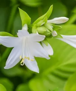 Fast Growing Trees See All Shrubs & Hedges Guacamole Hosta 8 Fast Growing Trees See All Shrubs & Hedges Guacamole Hosta