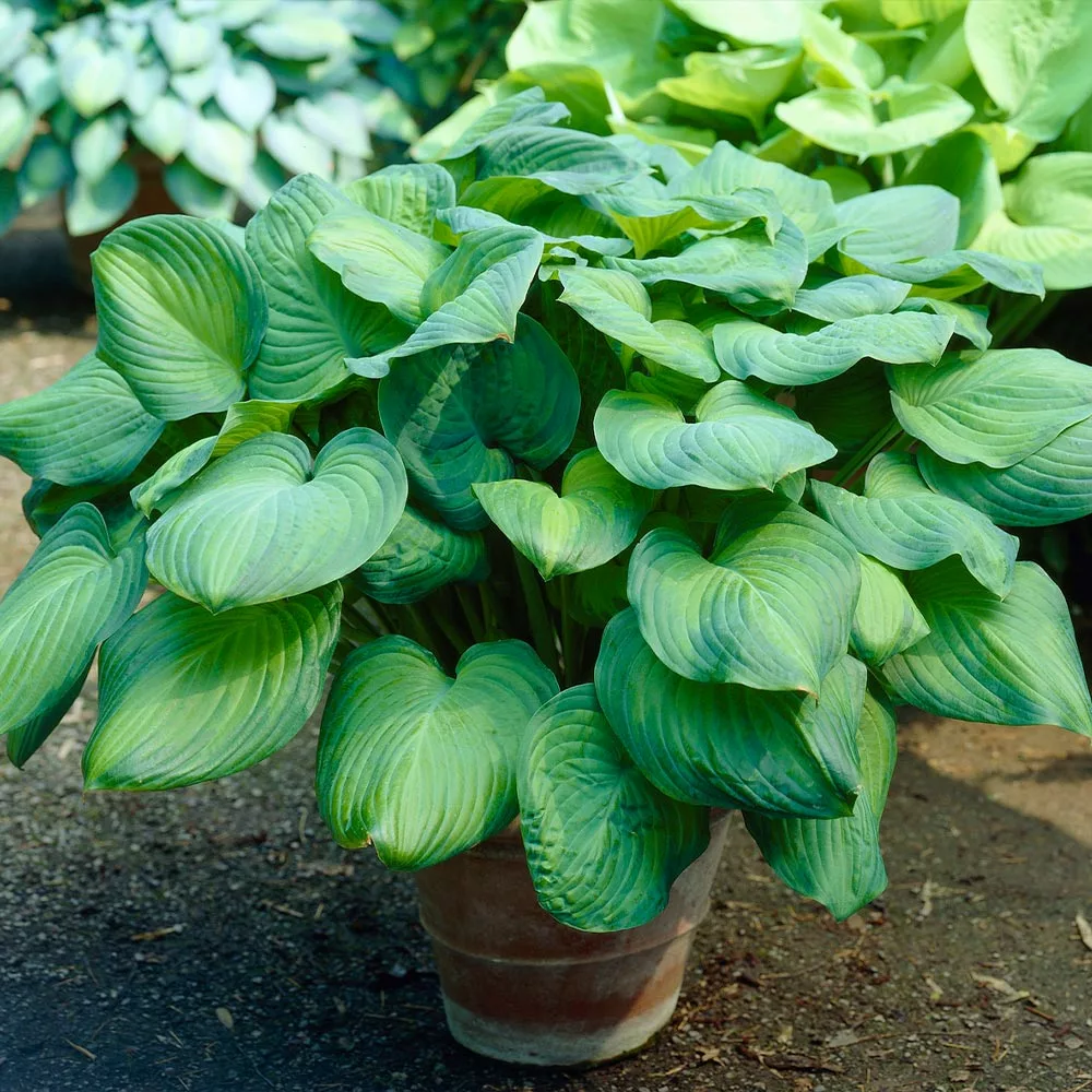 Fast Growing Trees See All Shrubs & Hedges Guacamole Hosta 6 Fast Growing Trees See All Shrubs & Hedges Guacamole Hosta
