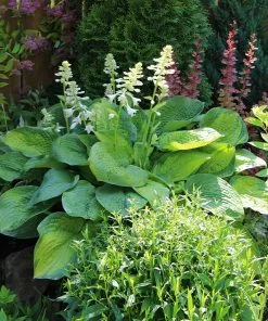 Fast Growing Trees See All Shrubs & Hedges Guacamole Hosta