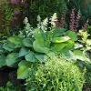 Fast Growing Trees See All Shrubs & Hedges Guacamole Hosta 1 Fast Growing Trees See All Shrubs & Hedges Guacamole Hosta