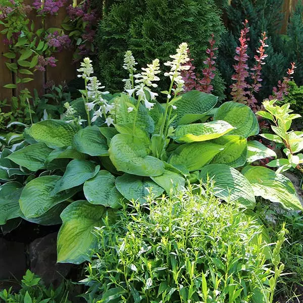 Fast Growing Trees See All Shrubs & Hedges Guacamole Hosta 3 Fast Growing Trees See All Shrubs & Hedges Guacamole Hosta