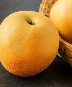 Fast Growing Trees Hosui Asian Pear Tree 9 Fast Growing Trees Hosui Asian Pear Tree