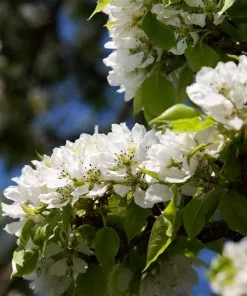 Fast Growing Trees Hosui Asian Pear Tree Pear Trees 13 Fast Growing Trees Hosui Asian Pear Tree Pear Trees