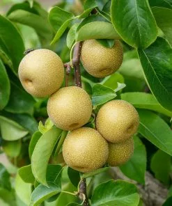 Fast Growing Trees Hosui Asian Pear Tree Pear Trees