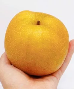 Fast Growing Trees Hosui Asian Pear Tree Pear Trees 12 Fast Growing Trees Hosui Asian Pear Tree Pear Trees