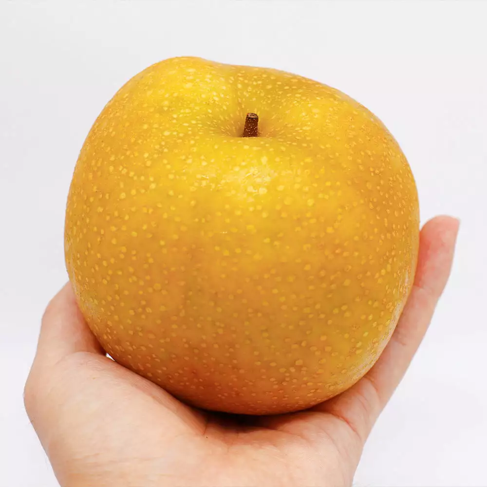 Fast Growing Trees Hosui Asian Pear Tree Pear Trees 7 Fast Growing Trees Hosui Asian Pear Tree Pear Trees