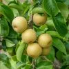 Fast Growing Trees Hosui Asian Pear Tree Pear Trees 1 Fast Growing Trees Hosui Asian Pear Tree Pear Trees