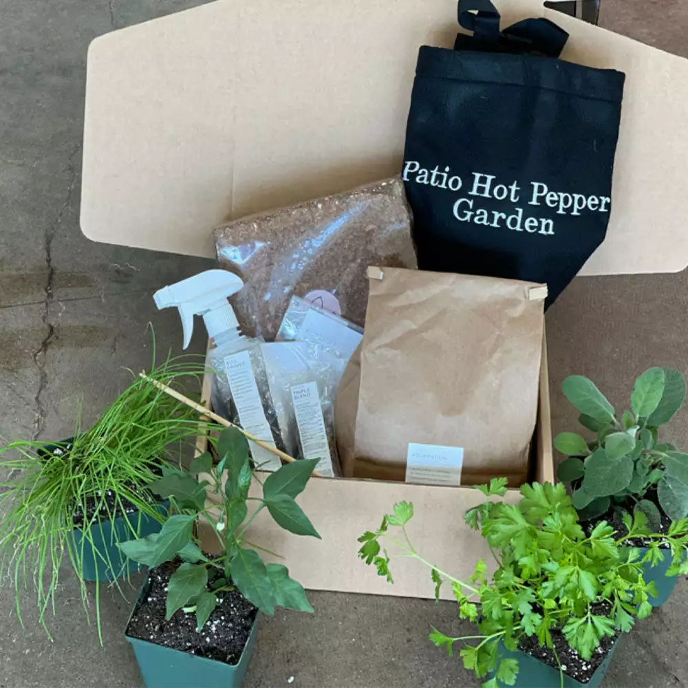 Fast Growing Trees Patio Hot Pepper Garden Urban/Patio Gardening 5 Fast Growing Trees Patio Hot Pepper Garden Urban/Patio Gardening