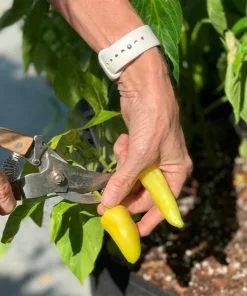 Fast Growing Trees Patio Hot Pepper Garden Urban/Patio Gardening 9 Fast Growing Trees Patio Hot Pepper Garden Urban/Patio Gardening