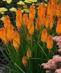 Fast Growing Trees Pyromania® ‘Orange Blaze’ Red Hot Poker Plant
