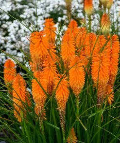 Fast Growing Trees Pyromania® ‘Orange Blaze’ Red Hot Poker Plant 8 Fast Growing Trees Pyromania® ‘Orange Blaze’ Red Hot Poker Plant