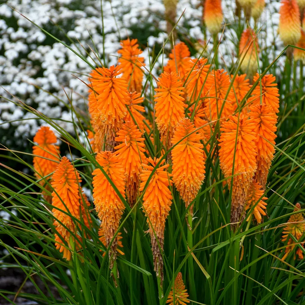 Fast Growing Trees Pyromania® ‘Orange Blaze’ Red Hot Poker Plant 5 Fast Growing Trees Pyromania® ‘Orange Blaze’ Red Hot Poker Plant