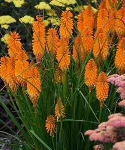 Fast Growing Trees Pyromania® ‘Orange Blaze’ Red Hot Poker Plant