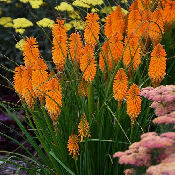 Fast Growing Trees Pyromania® ‘Orange Blaze’ Red Hot Poker Plant 3 Fast Growing Trees Pyromania® ‘Orange Blaze’ Red Hot Poker Plant
