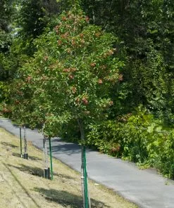 Fast Growing Trees Hot Wings® Maple Tree Maple Trees 10 Fast Growing Trees Hot Wings® Maple Tree Maple Trees