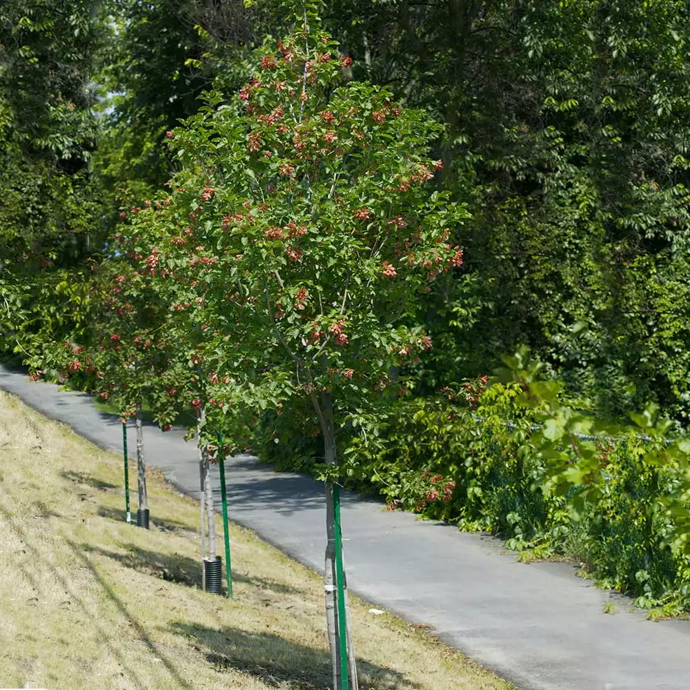 Fast Growing Trees Hot Wings® Maple Tree Maple Trees 5 Fast Growing Trees Hot Wings® Maple Tree Maple Trees