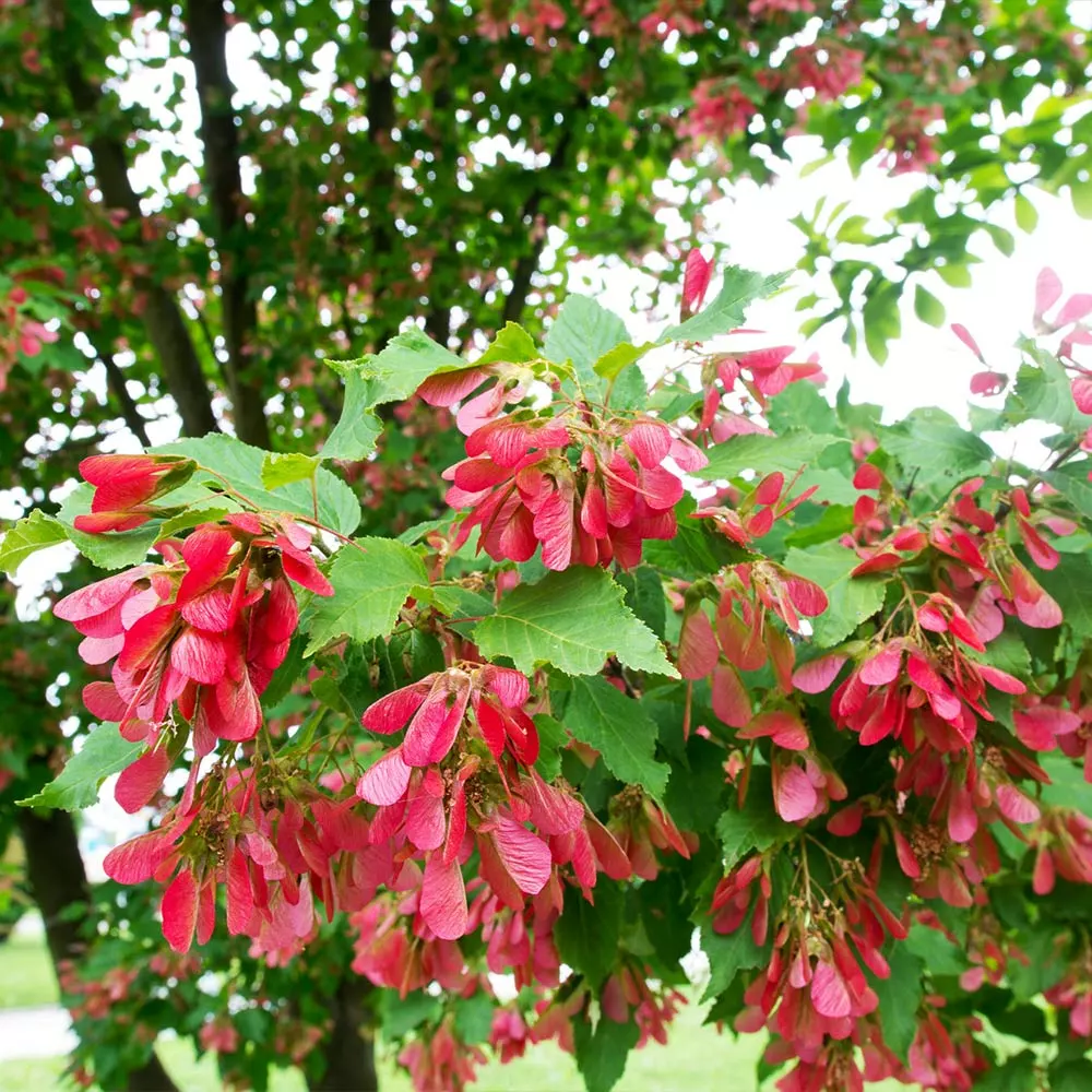 Fast Growing Trees Hot Wings® Maple Tree Maple Trees 4 Fast Growing Trees Hot Wings® Maple Tree Maple Trees