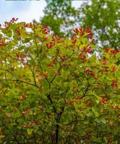 Fast Growing Trees Hot Wings® Maple Tree Maple Trees 11 Fast Growing Trees Hot Wings® Maple Tree Maple Trees