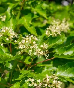 Fast Growing Trees Hot Wings® Maple Tree Maple Trees 13 Fast Growing Trees Hot Wings® Maple Tree Maple Trees