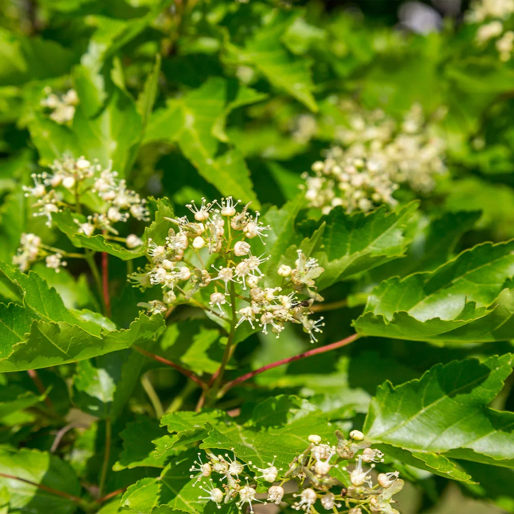 Fast Growing Trees Hot Wings® Maple Tree Maple Trees 8 Fast Growing Trees Hot Wings® Maple Tree Maple Trees