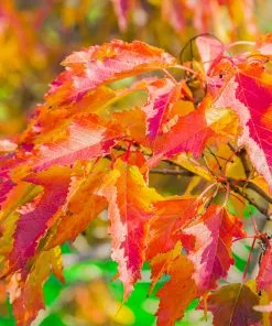 Fast Growing Trees Hot Wings® Maple Tree Maple Trees 12 Fast Growing Trees Hot Wings® Maple Tree Maple Trees