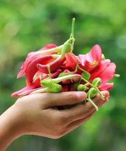 Fast Growing Trees See All Flowering Trees Red Hummingbird Tree (Sesbania Grandiflora) 10 Fast Growing Trees See All Flowering Trees Red Hummingbird Tree (Sesbania Grandiflora)